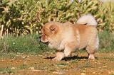 CHOW CHOW 266